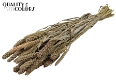 Gierst Fr. White 70cm 250gram