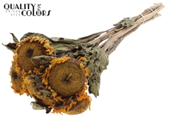 Dried Sunflower Natural 70cm
