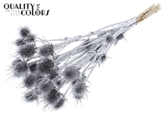Cardi Nat 10 Silver+Glit