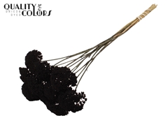 Achil 2-4cm Black 60cm