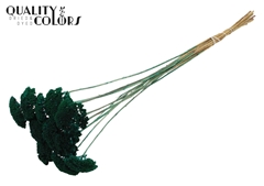 Achil 2-4cm Turquoise 60cm