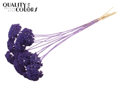 Achil 2-4cm Fr. Purple 60cm