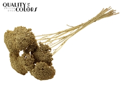 Achil 2-4cm Gold 60cm