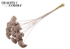 Achil 2-4cm Champagne 60cm