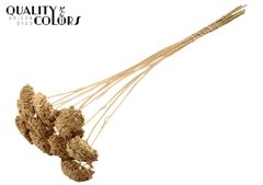 Achil 2-4cm Ant. Gold 60cm