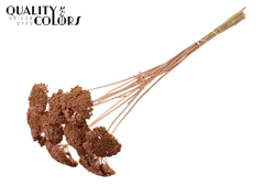 Achil 2-4cm Copper 60cm