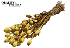 Papaver Metal Yellow 60cm 200gram
