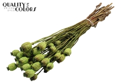 Papaver Li. Green 60cm 200gram
