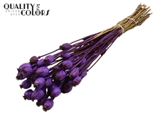 Papaver Metal Purple 60cm 200gram