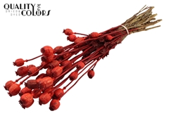 Papaver Metal Red 60cm 200gram