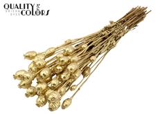 Papaver Gold 60cm 200gram