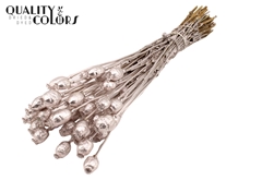 Papaver Champagne 60cm 200gram