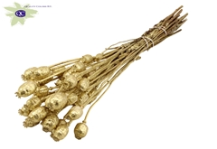 Papaver Gold+Glit 60cm 200gram