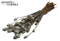 Papaver Fr. Blue 60cm 200gram