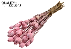 Papaver Fr. Pink 60cm 200gram