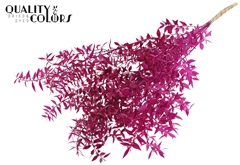 Ruscus 70cm Lilac 70cm 1stem