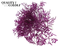 Limonium Lilac 30cm 45gram