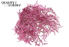 Limonium Pink 30cm 45gram