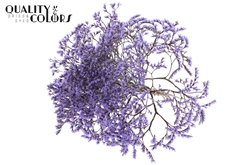 Limonium Milka 30cm 45gram