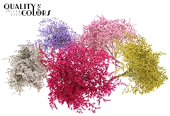 Limonium Mixed 30cm 45gram