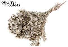 Statice Natural White 45cm