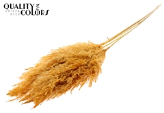 Droogbl Bewerkt H% 100cm