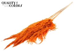 Droogbl Bewerkt H% 100cm