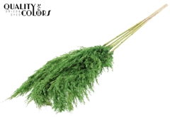 Droogbl Bewerkt H% 100cm