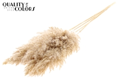 Droogbl Bewerkt H% 100cm