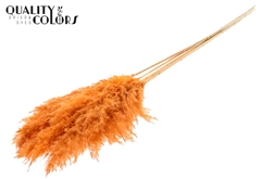 Droogbl Bewerkt H% 100cm