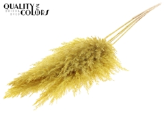 Droogbl Bewerkt H% 100cm
