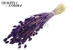 Phalaris Purple 60cm 220gram