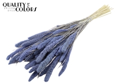 Setaria Bl. Fr. Milka 70cm 200gram