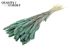 Setaria Bl. Fr. Li. Blue 70cm 200gram