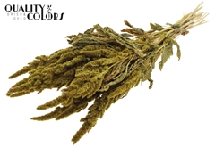 Amar Bunch Yellow 60cm