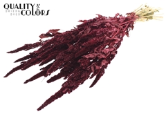 Amar Bunch Burgundy 60cm