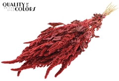 Amar Bunch Coral 60cm