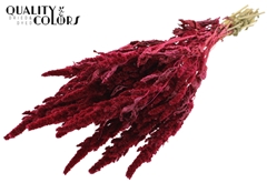 Amar Bunch Cerise 60cm
