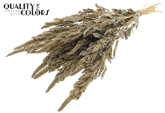 Amar Bunch Fr. White 60cm