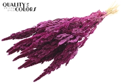 Amar Bunch Lilac 60cm