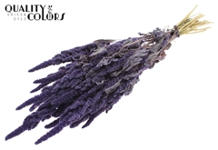 Amar Bunch Fr. Milka 60cm