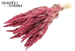 Amar Bunch Fr. Pink 60cm