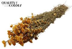 Dried Flowers 100 Gram 50cm