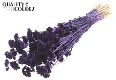 Lona Purple 50cm