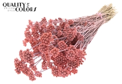 Lona Pink 50cm