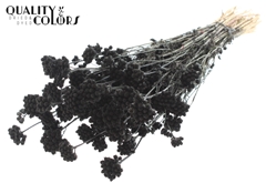 Lona Black 50cm