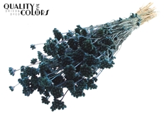 Lona Blue 50cm