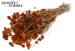 Lona Apricot 50cm