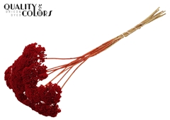 Achil 2-4cm Red 60cm
