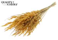 Avena Wild Apricot 70cm 100gram